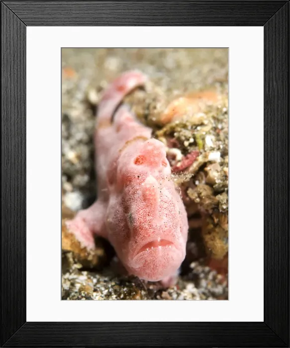 Framed Print : Picture No. 11674892 Framed Print : Picture No. 11674892