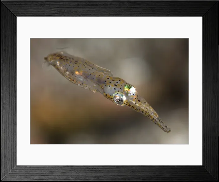 Framed Print : Picture No. 11674891 Framed Print : Picture No. 11674891