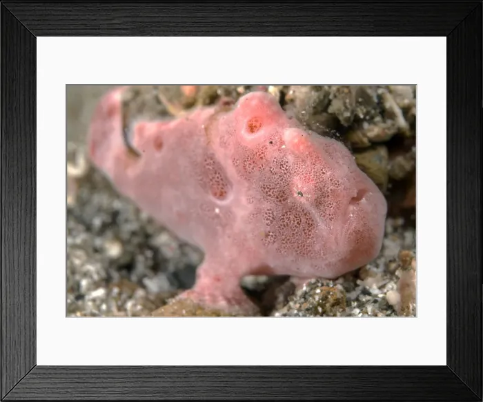 Framed Print : Picture No. 11674893 Framed Print : Picture No. 11674893