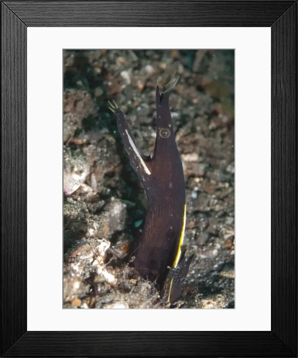 Framed Print : Picture No. 11674894 Framed Print : Picture No. 11674894