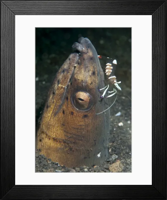 Framed Print : Picture No. 11674895 Framed Print : Picture No. 11674895