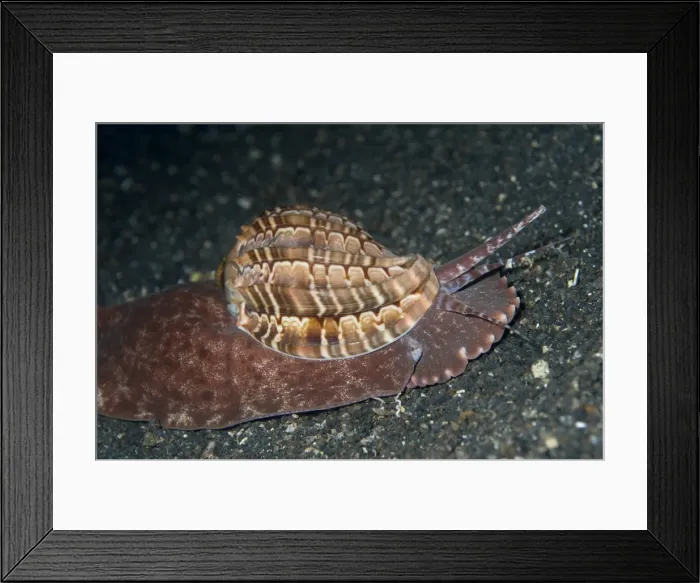 Framed Print : Picture No. 11674896 Framed Print : Picture No. 11674896