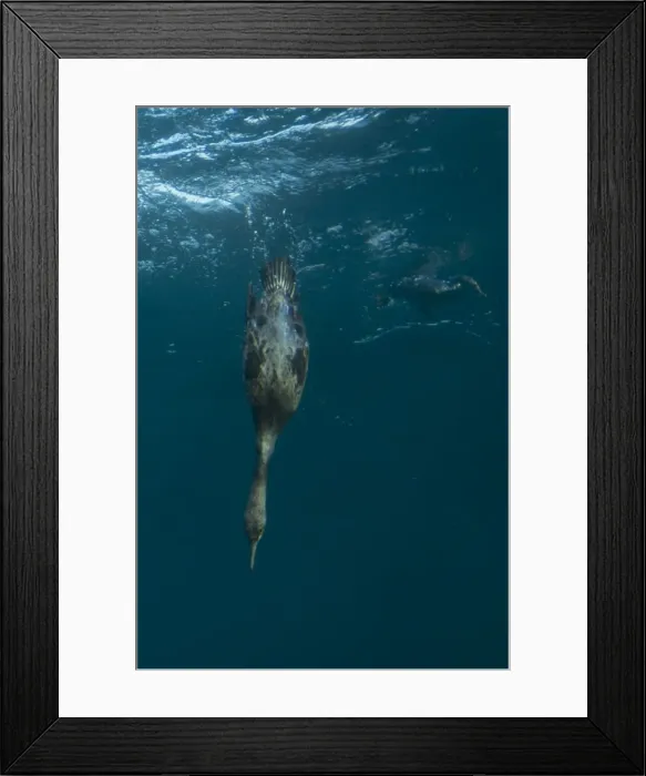 Framed Print : Picture No. 11674897 Framed Print : Picture No. 11674897