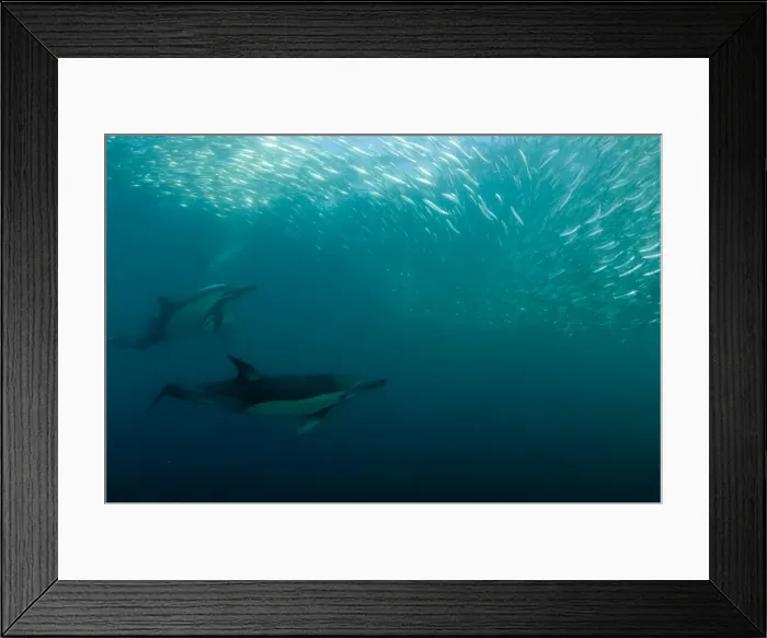 Framed Print : Picture No. 11674902 Framed Print : Picture No. 11674902