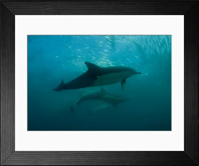 Framed Print : Picture No. 11674904 Framed Print : Picture No. 11674904