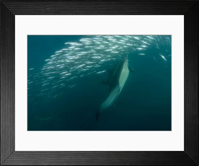 Framed Print : Picture No. 11674903 Framed Print : Picture No. 11674903