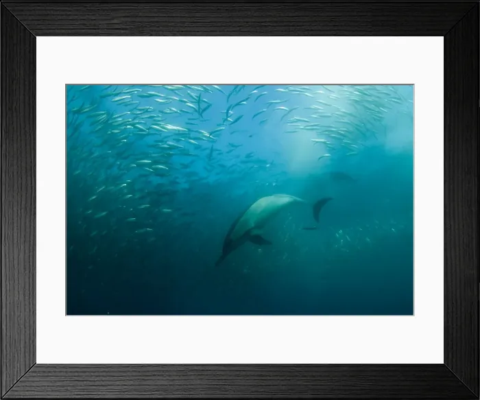 Framed Print : Picture No. 11674907 Framed Print : Picture No. 11674907