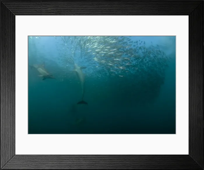 Framed Print : Picture No. 11674906 Framed Print : Picture No. 11674906