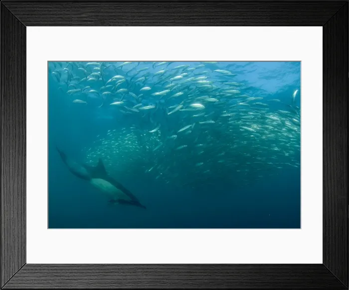Framed Print : Picture No. 11674908 Framed Print : Picture No. 11674908