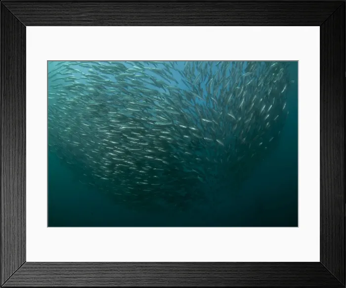 Framed Print : Picture No. 11674909 Framed Print : Picture No. 11674909
