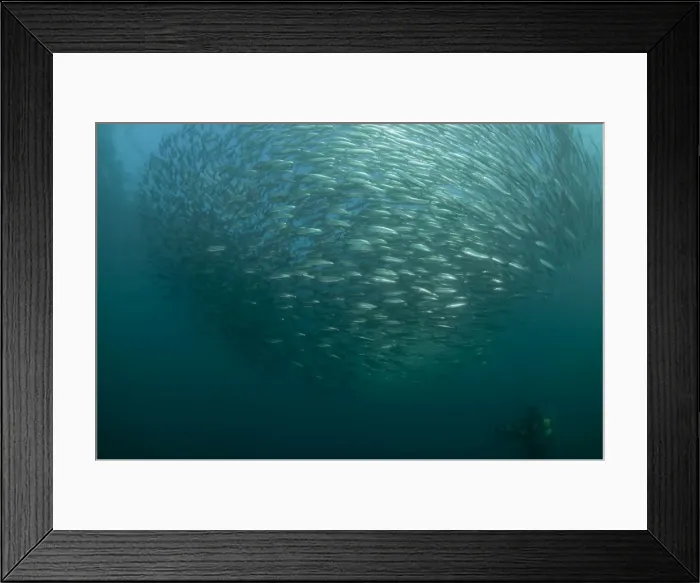 Framed Print : Picture No. 11674912 Framed Print : Picture No. 11674912
