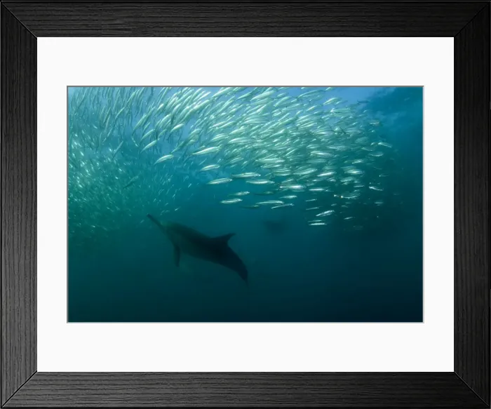 Framed Print : Picture No. 11674913 Framed Print : Picture No. 11674913