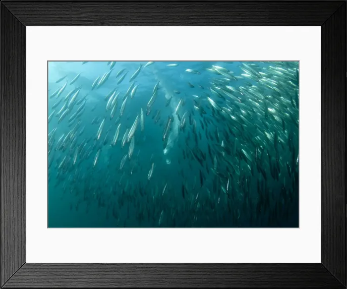Framed Print : Picture No. 11674911 Framed Print : Picture No. 11674911