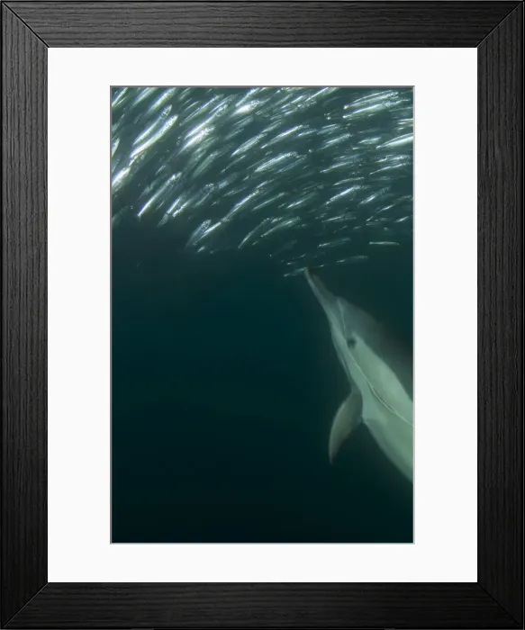 Framed Print : Picture No. 11674915