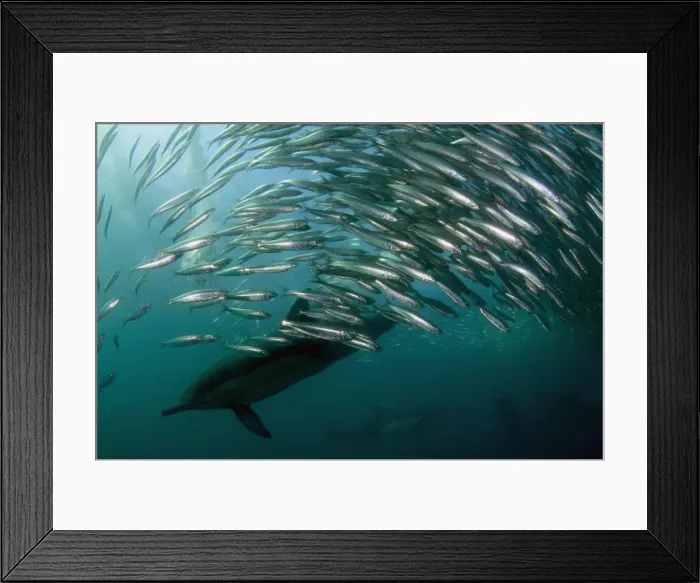 Framed Print : Picture No. 11674914 Framed Print : Picture No. 11674914