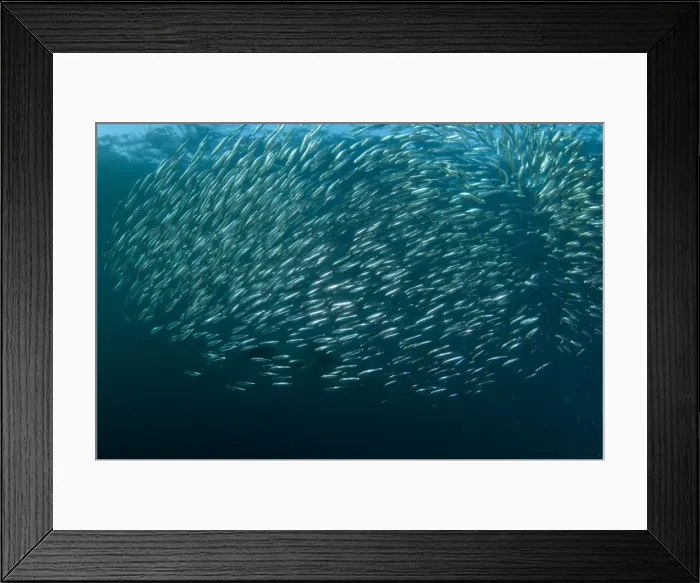 Framed Print : Picture No. 11674916 Framed Print : Picture No. 11674916