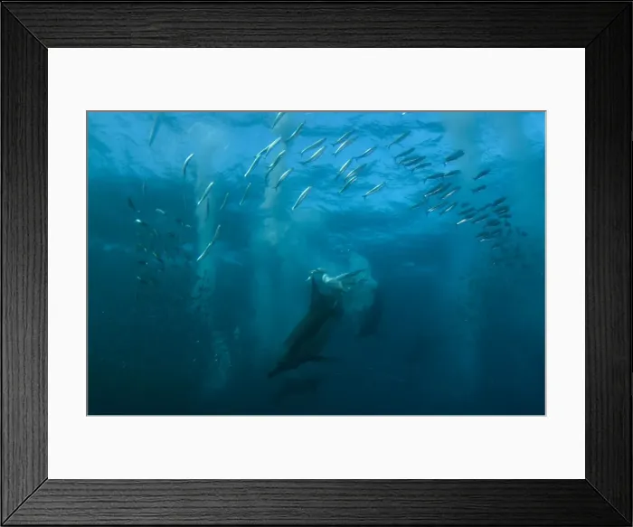 Framed Print : Picture No. 11674917 Framed Print : Picture No. 11674917