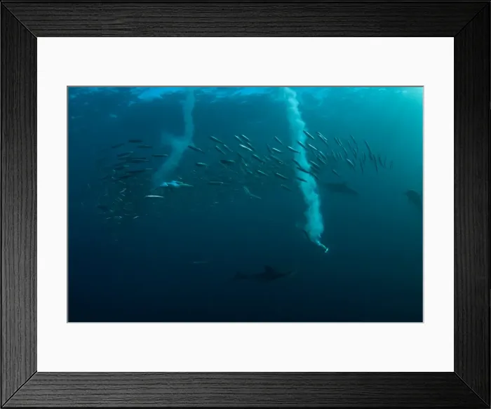 Framed Print : Picture No. 11674919 Framed Print : Picture No. 11674919