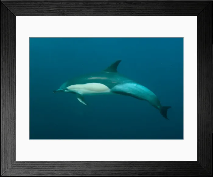 Framed Print : Picture No. 11674920 Framed Print : Picture No. 11674920