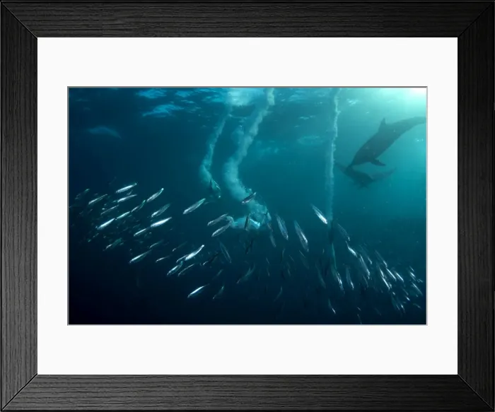 Framed Print : Picture No. 11674918 Framed Print : Picture No. 11674918