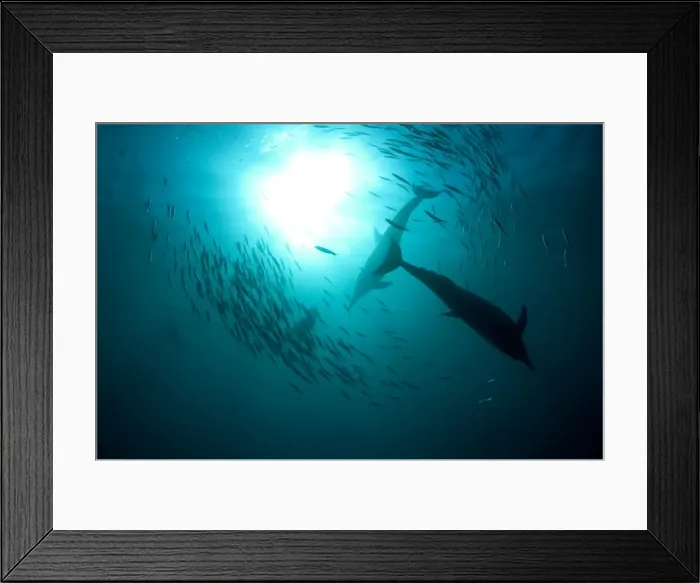 Framed Print : Picture No. 11674922 Framed Print : Picture No. 11674922