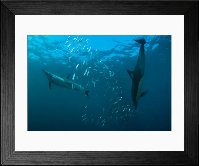 Framed Print : Picture No. 11674921 Framed Print : Picture No. 11674921