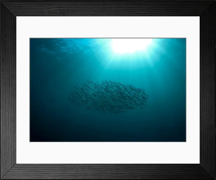 Framed Print : Picture No. 11674923 Framed Print : Picture No. 11674923
