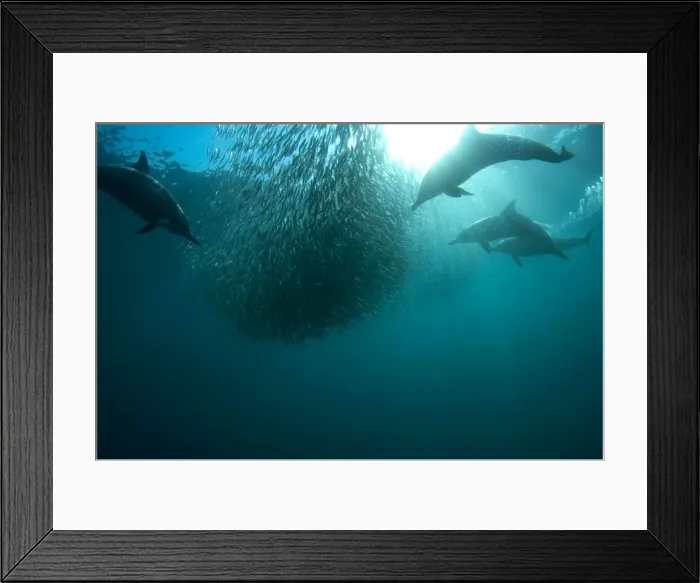 Framed Print : Picture No. 11674926 Framed Print : Picture No. 11674926