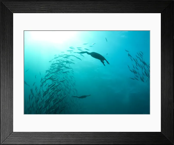 Framed Print : Picture No. 11674927 Framed Print : Picture No. 11674927