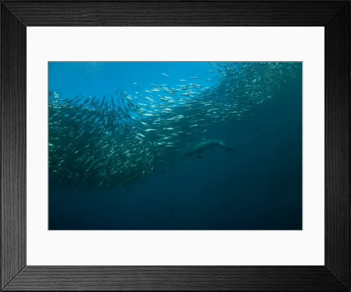 Framed Print : Picture No. 11674925 Framed Print : Picture No. 11674925