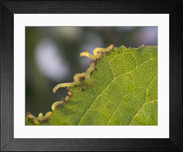 Framed Print : Picture No. 11675401 Framed Print : Picture No. 11675401
