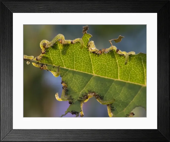 Framed Print : Picture No. 11675403 Framed Print : Picture No. 11675403