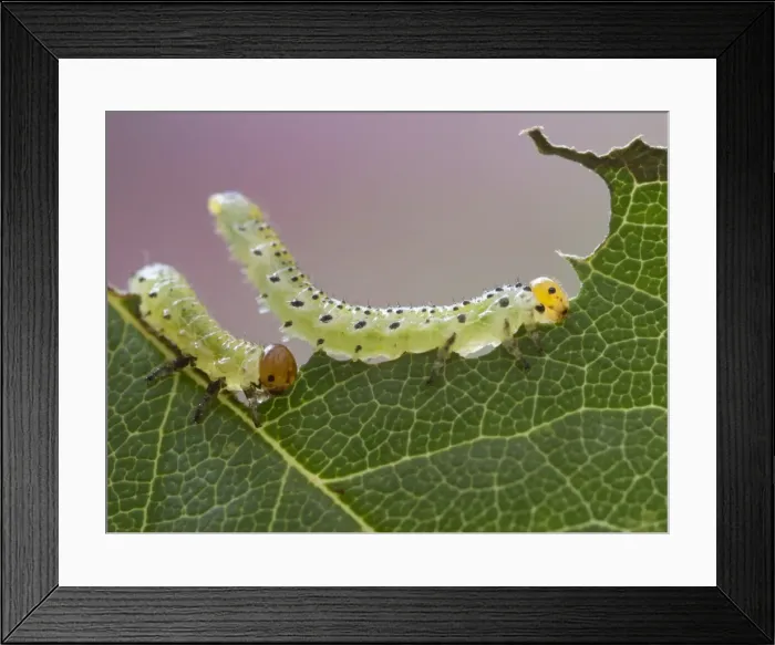 Framed Print : Picture No. 11675404 Framed Print : Picture No. 11675404