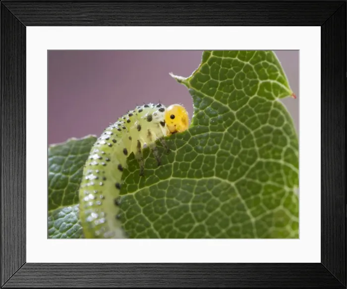 Framed Print : Picture No. 11675405 Framed Print : Picture No. 11675405