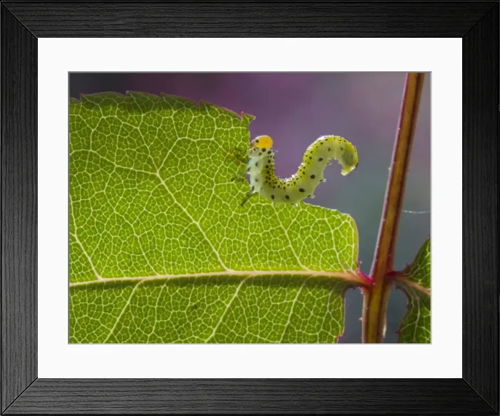 Framed Print : Picture No. 11675406 Framed Print : Picture No. 11675406