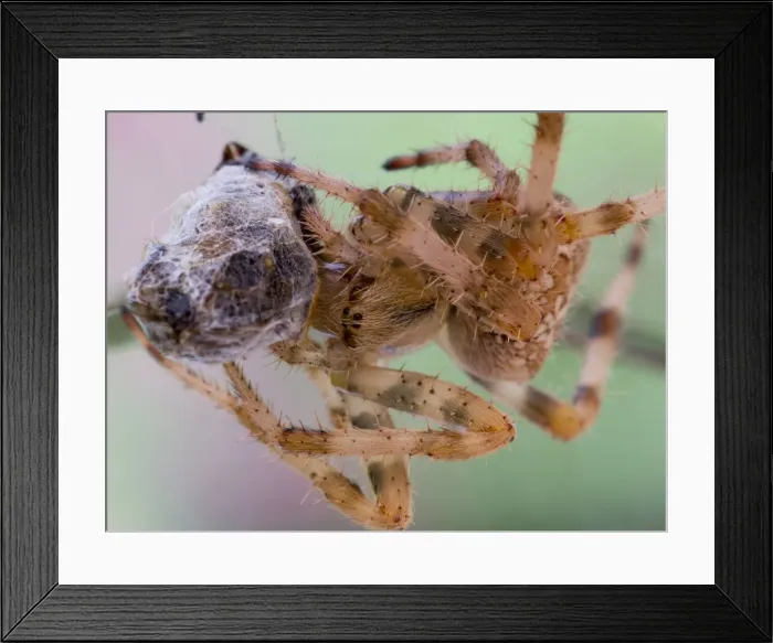 Framed Print : Picture No. 11675408 Framed Print : Picture No. 11675408