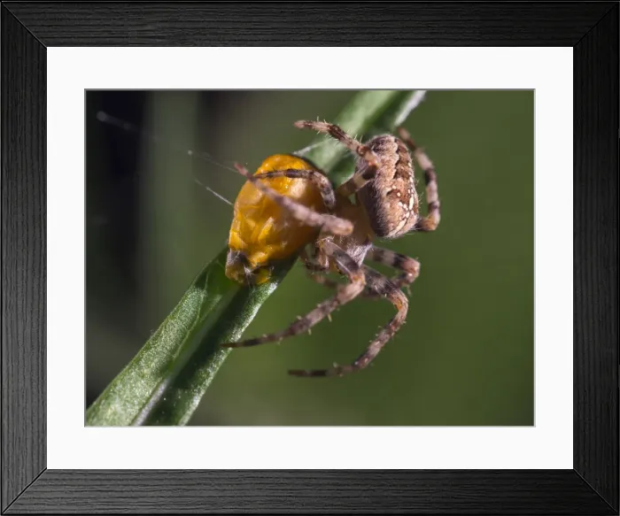 Framed Print : Picture No. 11675407 Framed Print : Picture No. 11675407