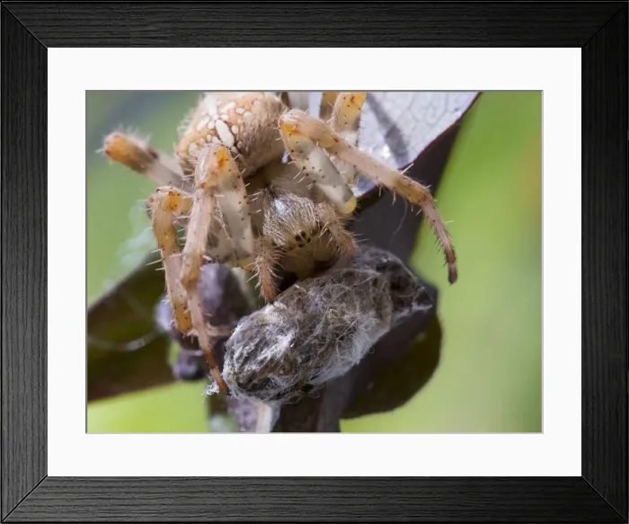 Framed Print : Picture No. 11675409 Framed Print : Picture No. 11675409