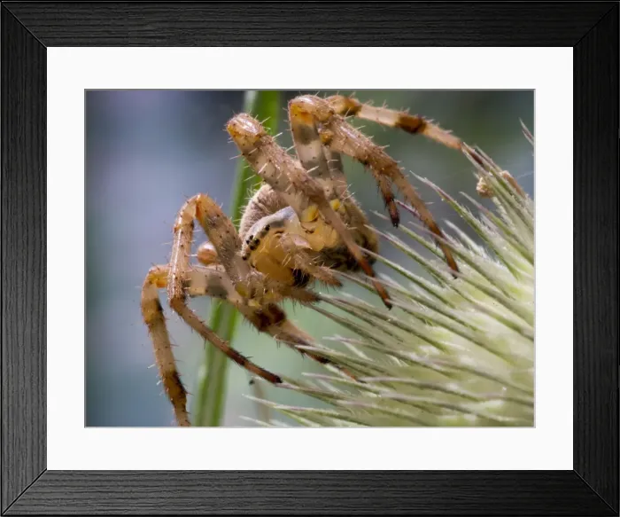 Framed Print : Picture No. 11675411 Framed Print : Picture No. 11675411