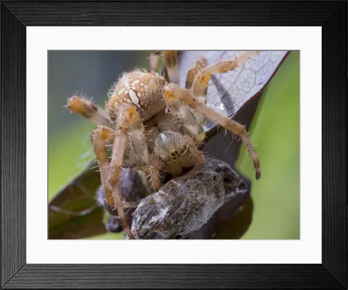 Framed Print : Picture No. 11675410 Framed Print : Picture No. 11675410