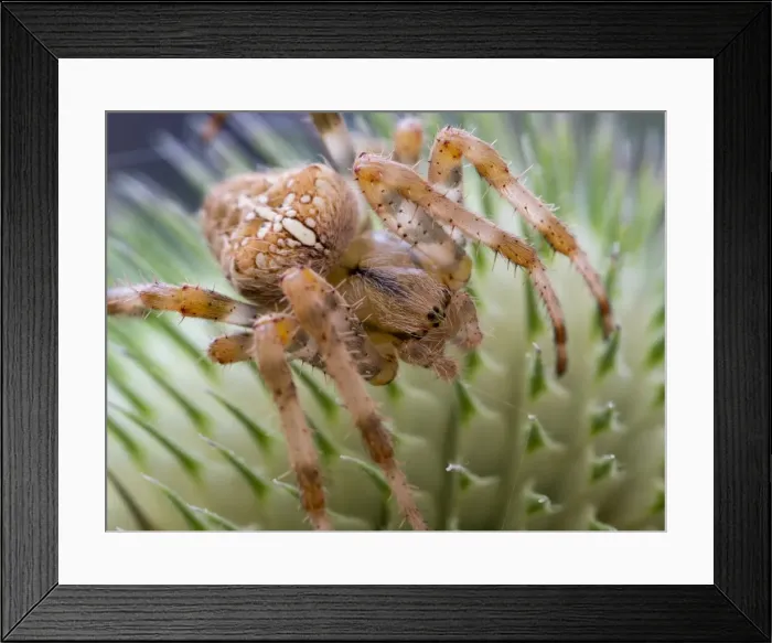 Framed Print : Picture No. 11675413 Framed Print : Picture No. 11675413
