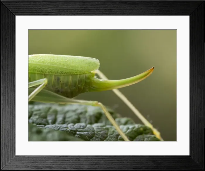 Framed Print : Picture No. 11675414 Framed Print : Picture No. 11675414