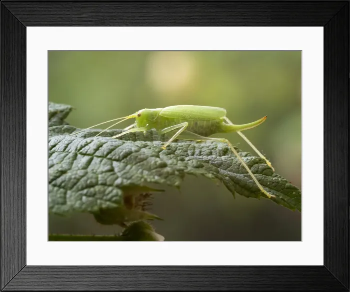 Framed Print : Picture No. 11675415 Framed Print : Picture No. 11675415