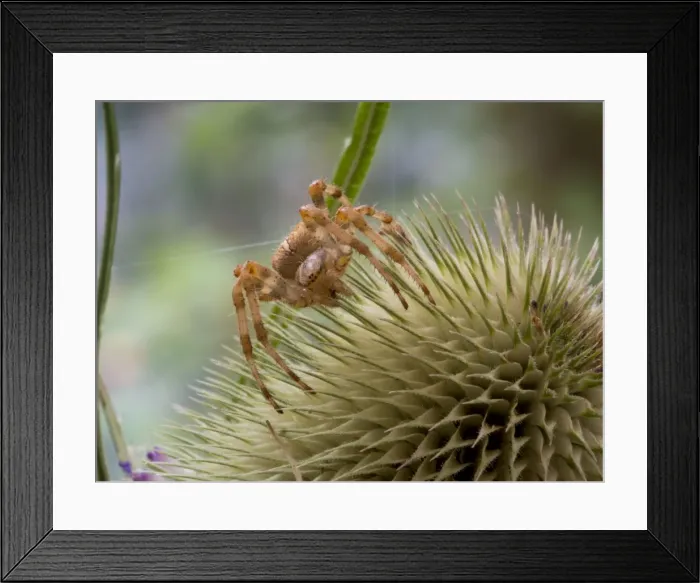Framed Print : Picture No. 11675412 Framed Print : Picture No. 11675412