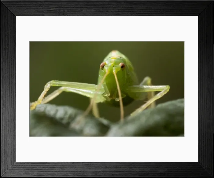 Framed Print : Picture No. 11675416 Framed Print : Picture No. 11675416