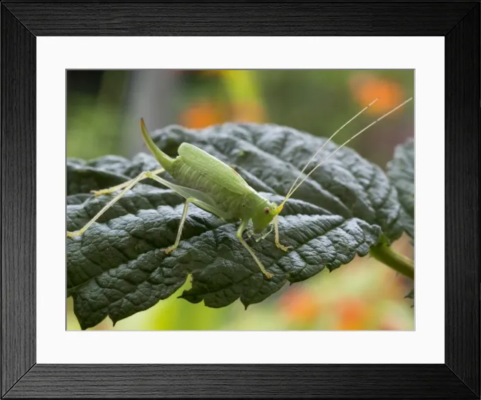 Framed Print : Picture No. 11675417 Framed Print : Picture No. 11675417