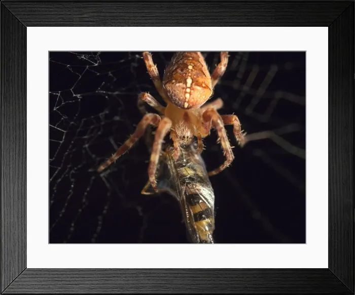 Framed Print : Picture No. 11675419 Framed Print : Picture No. 11675419