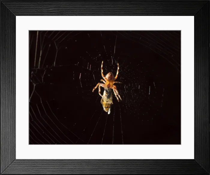 Framed Print : Picture No. 11675418 Framed Print : Picture No. 11675418