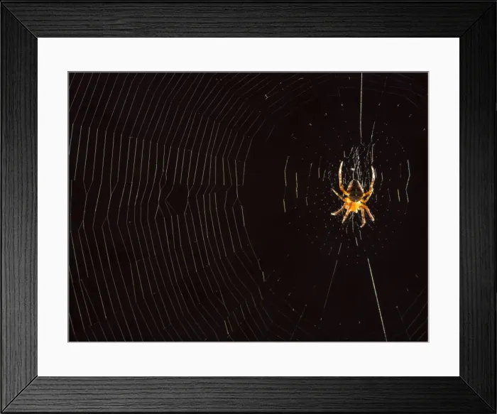 Framed Print : Picture No. 11675421