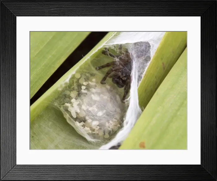 Framed Print : Picture No. 11675422 Framed Print : Picture No. 11675422